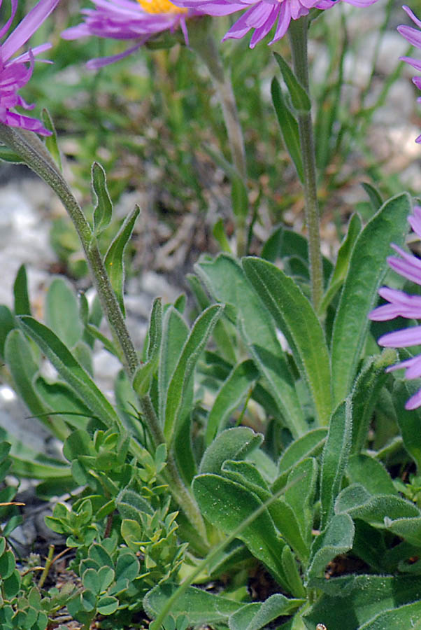 Aster alpinus / Astro alpino